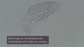 Compound Microscope Tutorial  Boston University Biology [upl. by Piscatelli]