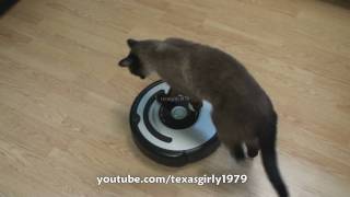 Cat shows HOW TO use iRobot Roomba Vacuum [upl. by Ardehs213]