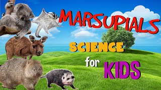 Marsupial Mammals  Science for Kids [upl. by Demodena]