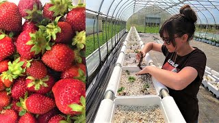 Hydroponic Strawberries  Off to a Good Start [upl. by Hgieleak258]