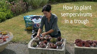 How to plant sempervivums in a trough [upl. by Enelyt]