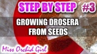 Growing Drosera carnivorous plants from seeds  Step by step  Part 3 [upl. by Notwal982]