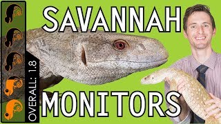 Savannah Monitor The Best Pet Lizard [upl. by Schiro]