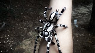 Tarantula Jumps from Arm Poecilotheria regalis [upl. by Caresa]