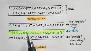 Template vs Nontemplate Noncoding vs Coding strand of DNA [upl. by Mcmullan]