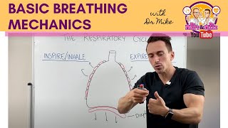 Basic Breathing Mechanics [upl. by Ametaf]