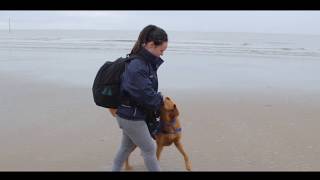 Epilepsy seizure alert support dog Wadsley [upl. by Eliam365]