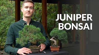 Juniper Bonsai tree care [upl. by Asirehc950]