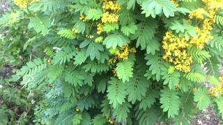 Wild Senna Plant Profile [upl. by Uzzia]