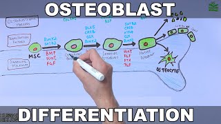 Osteoblast and its Differentiation [upl. by Elonore492]