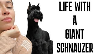 Giant Schnauzer Life update [upl. by Tanitansy]