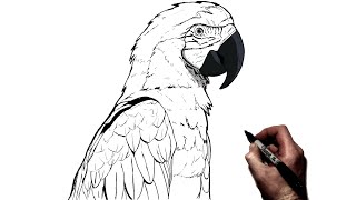 How To Draw A Parrot  Step By Step [upl. by Conny]