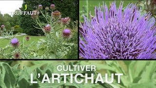 Comment planter lartichaut au potager   Truffaut [upl. by Linetta]