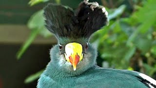 Great Blue Turaco  Exotic Birds [upl. by Ahsined129]