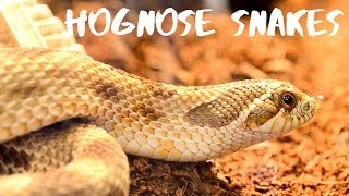 Western Hognose Snakes  Everything You Need To Know [upl. by Nuhsar]