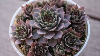 Propagating and Planting SEMPERVIVUM  How to seperate newly purchased Hens and Chicks [upl. by Kessia]