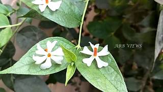 Parijatham amp Parijat Flower Difference  Pavazha malli Parijatham Poo difference in Tamil [upl. by Nnyloj483]