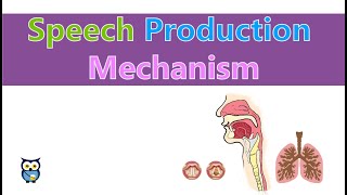 Speech Production Mechanism [upl. by Neddy561]