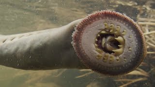 Vampire Fish Making Comeback To American River [upl. by Pavier]