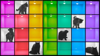 Cats in Squares [upl. by Everest]