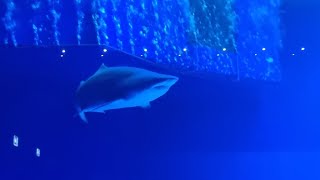 Aquarium Oniria de Canet en Roussillon [upl. by Znieh396]