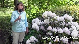 EcoBeneficial Tips Spotlight on Evergreen Native Rhododendrons [upl. by Anirbes]