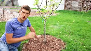 Top 3 Mistakes Made When Mulching Trees [upl. by Jauch]