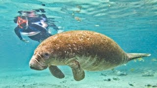 Manatee Swim Orlando [upl. by Vergne787]