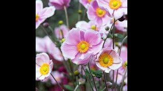 Herbaceous Perennials Japanese Anemones [upl. by Kielty]