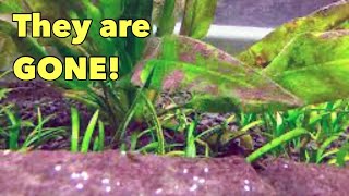 REMOVE Brown Algae from your Aquarium by DOING THIS [upl. by Oiciruam]