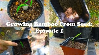 Growing Bamboo From Seed Episode 1 [upl. by Viridissa]