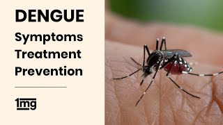 Dengue  Symptoms  Treatment  Prevention  1mg [upl. by Euh949]