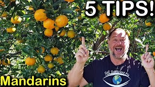 5 Tips How to Grow a TON of Mandarins on Just One Tree Organically [upl. by Odraccir625]