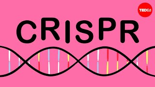 How CRISPR lets you edit DNA  Andrea M Henle [upl. by Aihsoem]