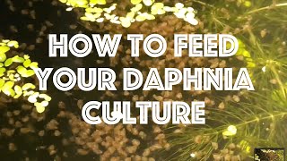 How To Feed Your Daphnia Culture [upl. by Mignonne977]