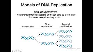 DNA Replication Models [upl. by Calondra505]