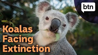 Protecting Koalas from Extinction  Behind the News [upl. by Lytton152]