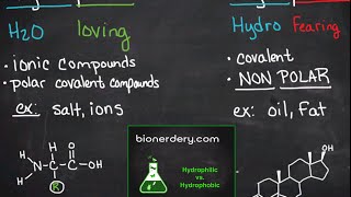 Hydrophilic vs Hydrophobic [upl. by Anauqcaj]