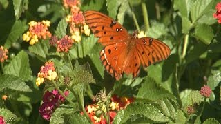 Butterflies and Pollinators [upl. by Crispa]