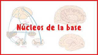 NEUROANATOMÍA  Núcleos de la base  Neuroanatomía  Blasto Med [upl. by Nylakcaj]