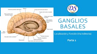 Ganglios basales y la Vía Indirecta Part 2 [upl. by Sirah990]