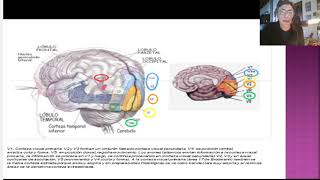 Agnosias Neuropsicologia [upl. by Oinesra]