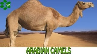 The Arabian Camels [upl. by Naujat]