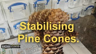 Stabilising pine cones [upl. by Gershon]