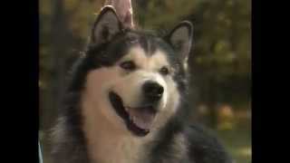 Alaskan Malamute  AKC Dog Breed Series [upl. by Ivan]