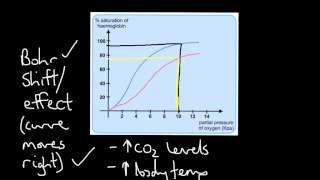 Oxyhaemoglobin Dissociation Curve [upl. by Ahsiem]