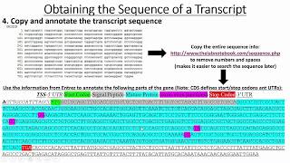 Retrieving Gene amp Promoter Sequences [upl. by Erreid721]