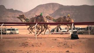 Camel Race  Wadi Rum Jordan  HD [upl. by Celestyna132]