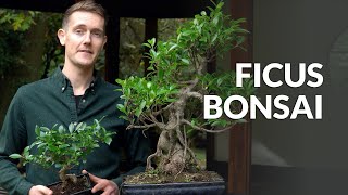 Ficus Bonsai tree care [upl. by Springer]