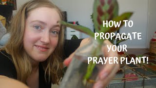 How To Propagate Your Prayer Plant  Red Maranta Propagation [upl. by Prunella]